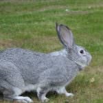 Chinchilla Bunny (55 kép) A fajta leírása és jellemzői, mekkora súlya, véleménye