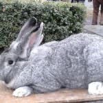 Chinchilla Bunny (55 pics) descrierea și caracteristicile rasei, ce greutate, recenzii