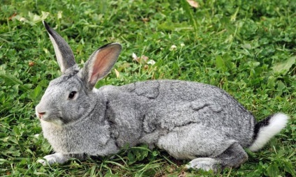 Chinchilla Bunny (55 kép) A fajta leírása és jellemzői, mekkora súlya, véleménye