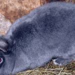 Chinchilla Bunny (55 pics) descrierea și caracteristicile rasei, ce greutate, recenzii