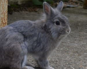 Chinchilla Bunny (55 kép) A fajta leírása és jellemzői, mekkora súlya, véleménye