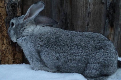 Chinchilla Bunny (55 kép) A fajta leírása és jellemzői, mekkora súlya, véleménye