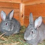 Chinchilla Bunny (55 kép) A fajta leírása és jellemzői, mekkora súlya, véleménye