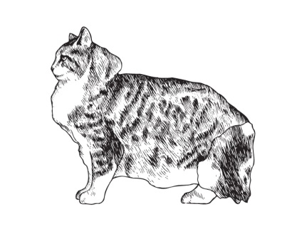 Szibériai macska - történelem, karakter, értelem és pszichológia, tartalom