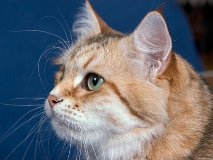 Pisica siberiana - intruparea frumusetii si demnitatii