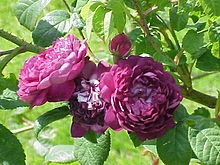 Albastru Rose