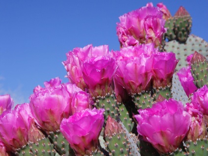 Un basm despre cactus, consultanță în flori