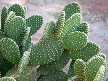 Un basm despre cactus, consultanță în flori