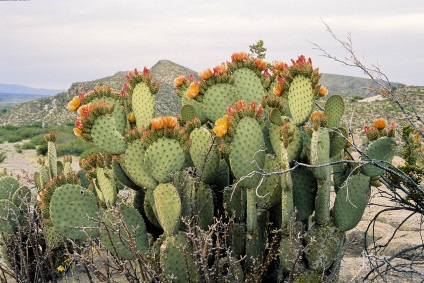 Egy mese a kaktuszról, a virág tanácsadásról