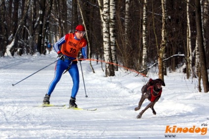 Skijoring pe