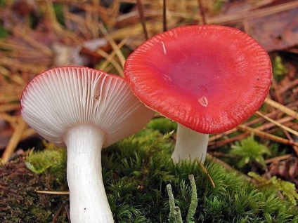 Mennyit kell főzni a russula tippjeinek és trükkjeinek