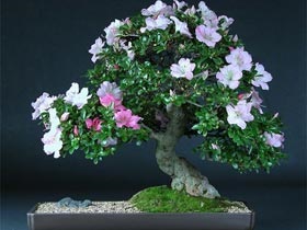 Prune bonsai - în special copac favorit