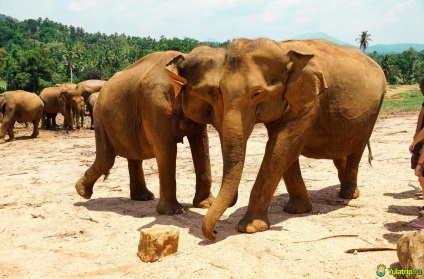 Elefanți pe Sri Lanka, Pinnaela - sau cele mai mari bunătăți din lume! Elephant Cattery