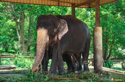 Elefanți pe Sri Lanka, Pinnaela - sau cele mai mari bunătăți din lume! Elephant Cattery