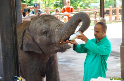 Elefanți pe Sri Lanka, Pinnaela - sau cele mai mari bunătăți din lume! Elephant Cattery