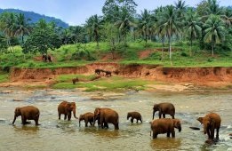 Elefántos tenyészet Pinnavela, Srí Lanka