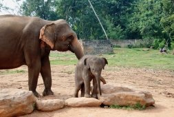 Elephant Cattery Pinnavela, Sri Lanka