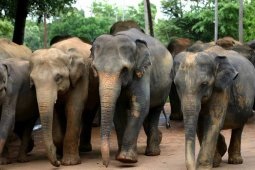 Elephant Cattery Pinnavela, Sri Lanka