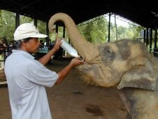 Elephant Cattery Pinnavela, Sri Lanka