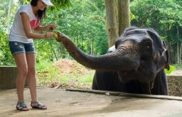 Elephant Cattery Pinnavela, Sri Lanka