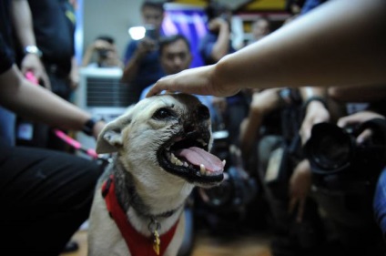 Câinele - eroul ka-bang - sa întors acasă după operație