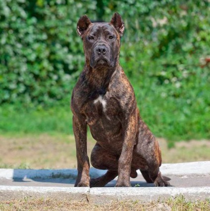 Dog Bulldog spaniol (Alano) - Caracteristicile rasei