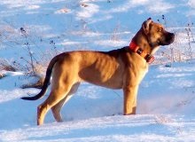 Dog Bulldog spaniol (Alano) - Caracteristicile rasei