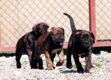 Dog Bulldog spaniol (Alano) - Caracteristicile rasei