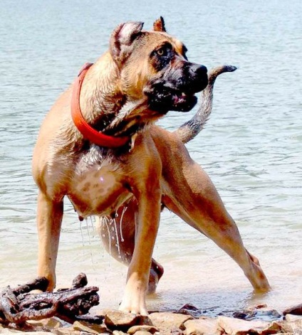 Dog Bulldog spaniol (Alano) - caracteristicile rasei