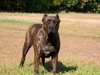 Dog Bulldog spaniol (Alano) - Caracteristicile rasei