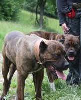 Dog Bulldog spaniol (Alano) - Caracteristicile rasei