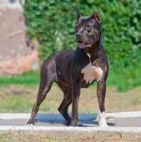 Dog Bulldog spaniol (Alano) - Caracteristicile rasei