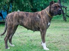 Dog Bulldog spaniol (Alano) - caracteristicile rasei