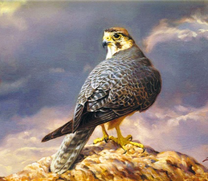 Falconry - vânătoare
