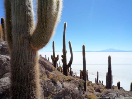 Uyuni solonchak este cel mai mare lac de sare, Nicolletto