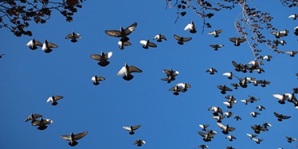 Interpretare turma de porumbei la ceea ce o turmă de vis de porumbei într-un vis