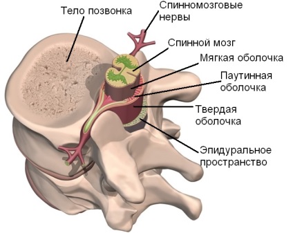 Spinális stroke mi az, a kezelés, a tünetek, okai