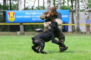 Riesen Schnauzer descrie caracterul, îngrijire și întreținere, costul catelusului și recenzii