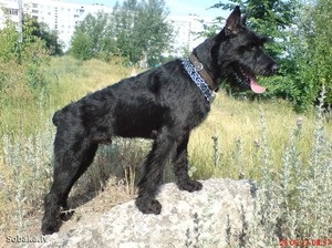 Riesen Schnauzer descrie caracterul, îngrijire și întreținere, costul catelusului și recenzii