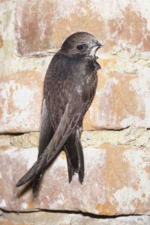 Swift, rapid, rapid sau înghițit, animale