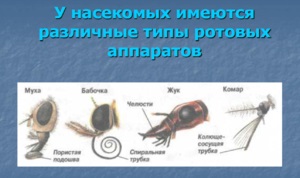 A bogarak szájürege működésének szerkezete és jellemzői, a különböző típusú orális készülékek típusa