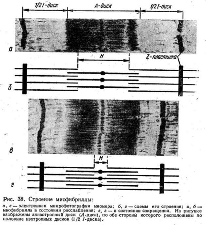 Structura și contracția fibrelor musculare