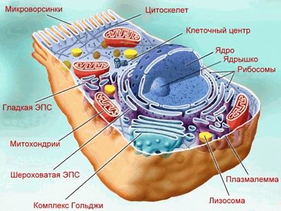 Structura și compoziția chimică a celulei