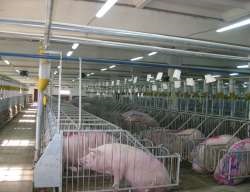Construcția complexelor de porc, k3 agro
