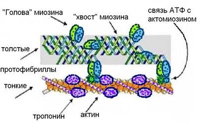 Structura fibrei musculare și reducerea acesteia