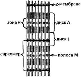 Structura fibrei musculare și reducerea acesteia