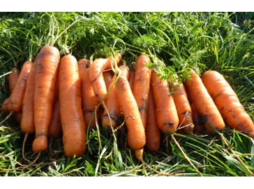 Uscarea morcovilor la domiciliu - uscarea alimentelor