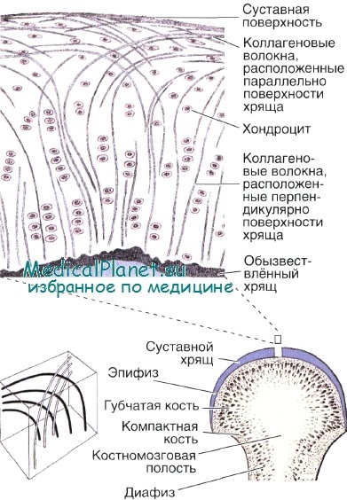 Structura articulațiilor, histologie