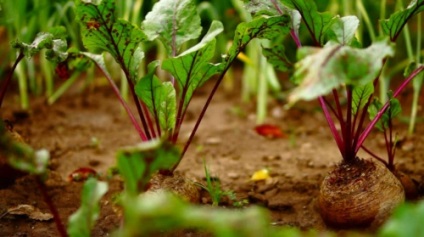 Sfecla de mese în semințe gradina de legume, depozitare, însămânțare și legume în creștere