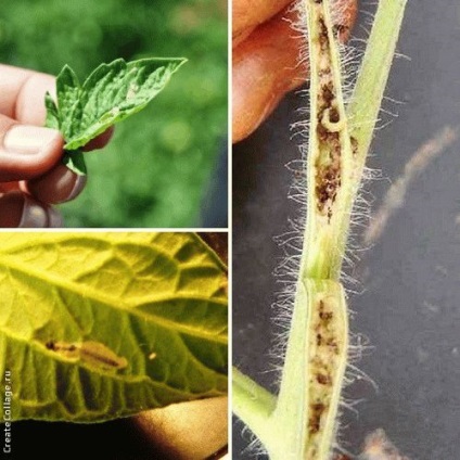 Tomato minerale molie - cum să recunoască și să lupte, ziua de vară